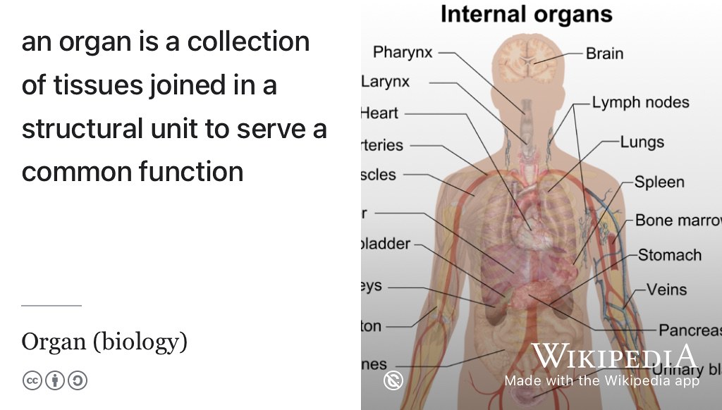 The cells in your body are organised into collections of tissues called organs which serve a common function. What have you organ-ised? Public domain image of internal human organs by Mikael Häggström on Wikimedia Commons w.wiki/9V6x adapted using the Wikipedia app